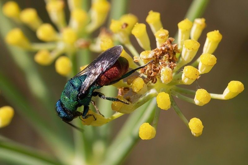 Chrysididae sp.